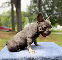 Chencho , a female French Bulldog for sale in Norfolk, VA – 2 of 3