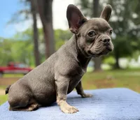 Chencho , a female French Bulldog for sale in Norfolk, VA – 1 of 3
