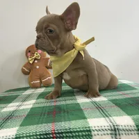 Teo, a male French Bulldog for sale in Chesapeake, VA – Photo 2 of 2