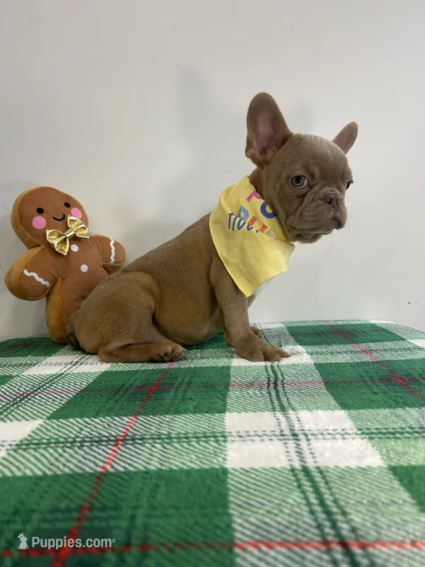 Teo – French Bulldog puppy for sale in Chesapeake, VA