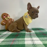 Teo, a male French Bulldog for sale in Chesapeake, VA – Photo 1 of 2