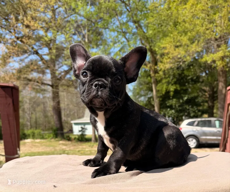 Niña – French Bulldog puppy for sale in Chesapeake, VA