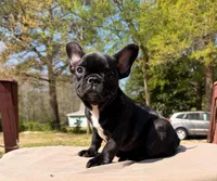 Niña, a female French Bulldog for sale in Chesapeake, VA – Photo 1 of 2