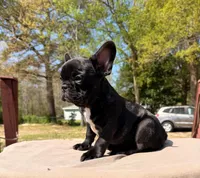 Niña, a female French Bulldog for sale in Chesapeake, VA – Photo 2 of 2