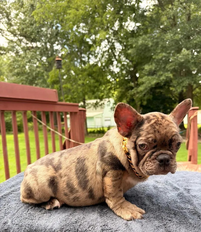 Jordan – French Bulldog puppy for sale in Sanford, NC