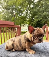 Jordan, a male French Bulldog for sale in Sanford, NC – 1 of 1