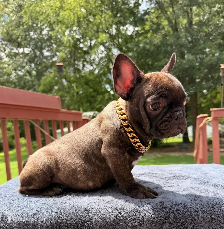 Dilan – French Bulldog puppy for sale in Sanford, NC