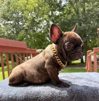 Dilan, a male French Bulldog for sale in Sanford, NC – 1 of 1