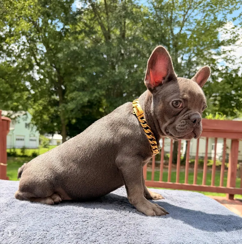 Spenser  – French Bulldog puppy for sale in Sanford, NC