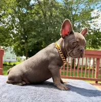 Spenser , a male French Bulldog for sale in Sanford, NC – 1 of 1