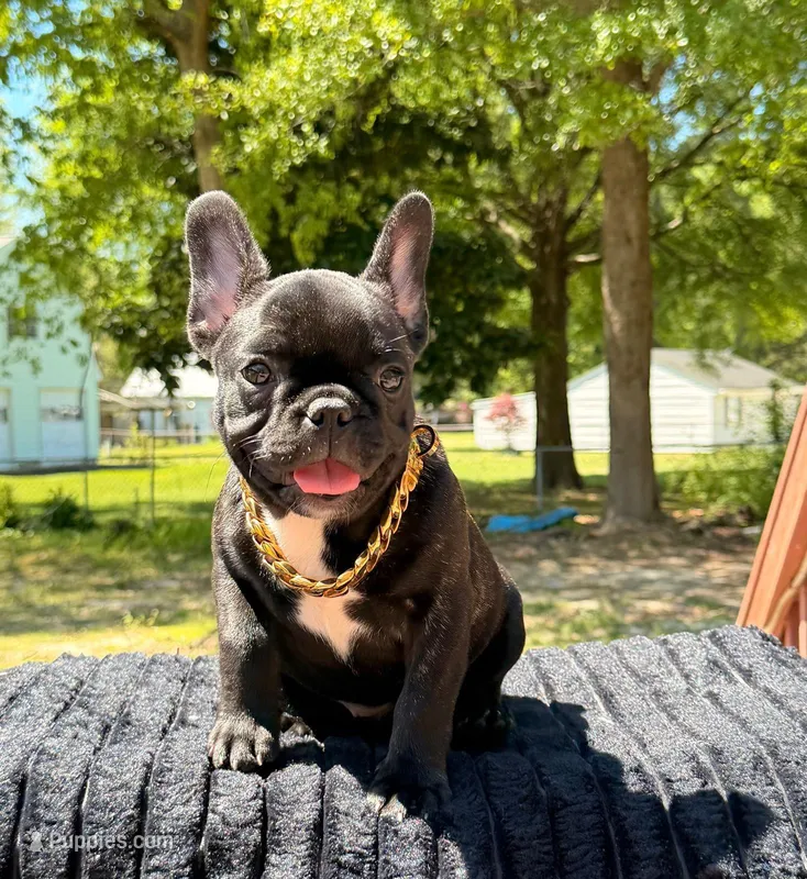 Mila – French Bulldog puppy for sale in Virginia Beach, VA