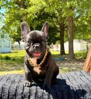 Mila, a female French Bulldog for sale in Virginia Beach, VA – 1 of 1