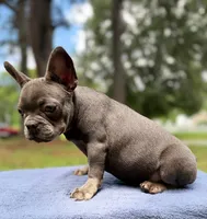 Chencho , a female French Bulldog for sale in Norfolk, VA – 3 of 3