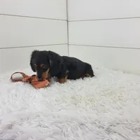 Winston, a male Miniature Dachshund for sale in Sugarcreek, OH – 2 of 5
