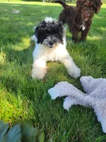 Aria, a female Portuguese Water Dog for sale in Sugarcreek, OH – 6 of 7