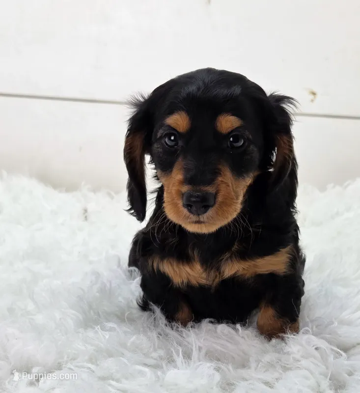 Winston – Miniature Dachshund puppy for sale in Sugarcreek, OH