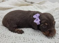 Oakley, a female Miniature Dachshund for sale in Sugarcreek, OH – Photo 4 of 6