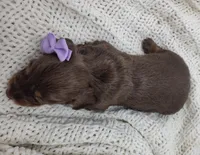 Oakley, a female Miniature Dachshund for sale in Sugarcreek, OH – Photo 6 of 6