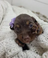Oakley, a female Miniature Dachshund for sale in Sugarcreek, OH – Photo 5 of 6