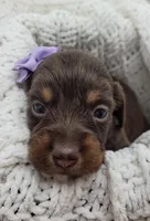 Oakley, a female Miniature Dachshund for sale in Sugarcreek, OH – Photo 2 of 6