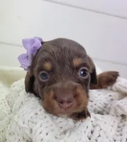 Oakley, a female Miniature Dachshund for sale in Sugarcreek, OH – Photo 1 of 6