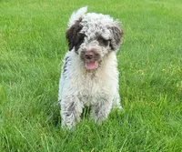 Commodore, a male Portuguese Water Dog for sale in Sugarcreek, OH – 4 of 8