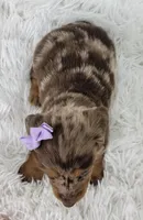 Olive, a male Miniature Dachshund for sale in Sugarcreek, OH – Photo 6 of 6