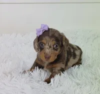 Olive, a male Miniature Dachshund for sale in Sugarcreek, OH – Photo 2 of 6