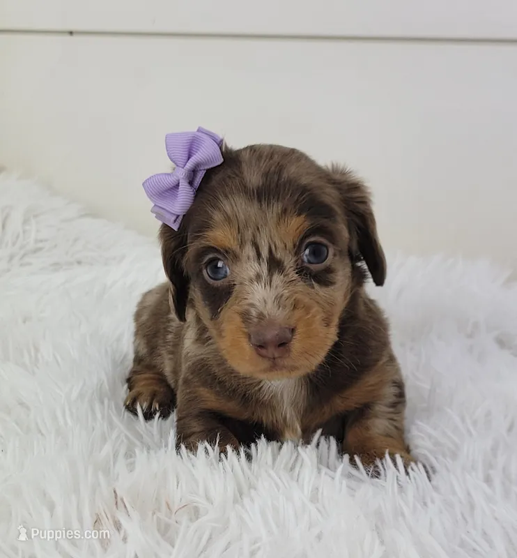 Olive – Miniature Dachshund puppy for sale in Sugarcreek, OH