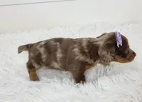 Olive, a male Miniature Dachshund for sale in Sugarcreek, OH – Photo 4 of 6