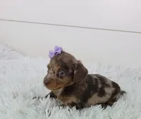 Olive, a male Miniature Dachshund for sale in Sugarcreek, OH – Photo 3 of 6