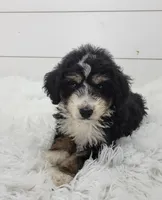 Boomer, a male Bernedoodle for sale in Sugarcreek, OH – 3 of 4