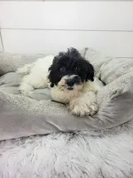 Aria, a female Portuguese Water Dog for sale in Sugarcreek, OH – 4 of 7