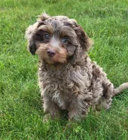 Jackson, a male Cavapoo for sale in Sugarcreek, OH – 4 of 4
