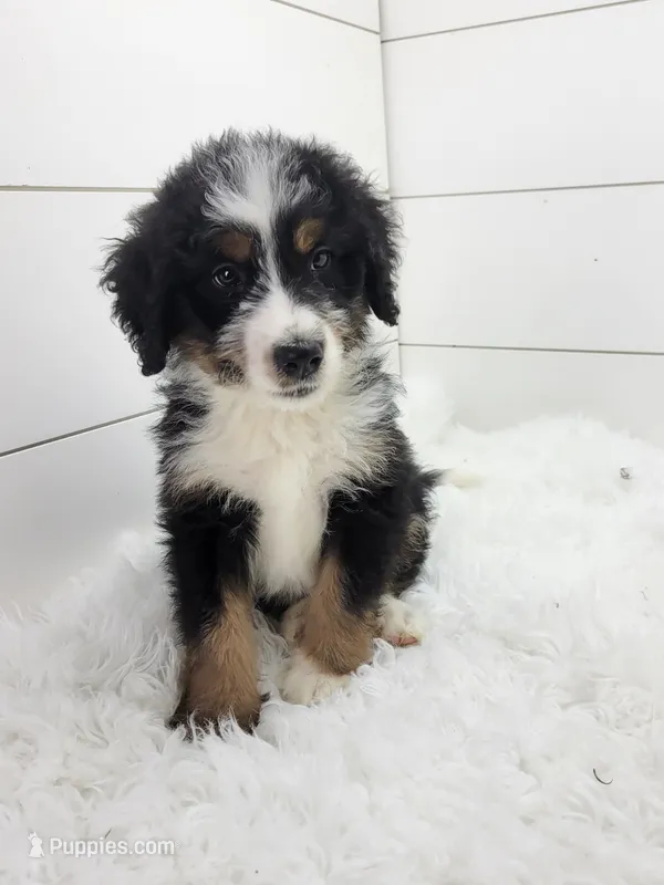 Bentley – Bernedoodle puppy for sale in Sugarcreek, OH