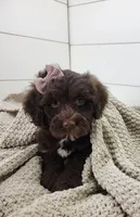 Brooke, a female Portuguese Water Dog for sale in Sugarcreek, OH – 2 of 4