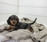 Milo, a male Miniature Dachshund for sale in Sugarcreek, OH – 6 of 6