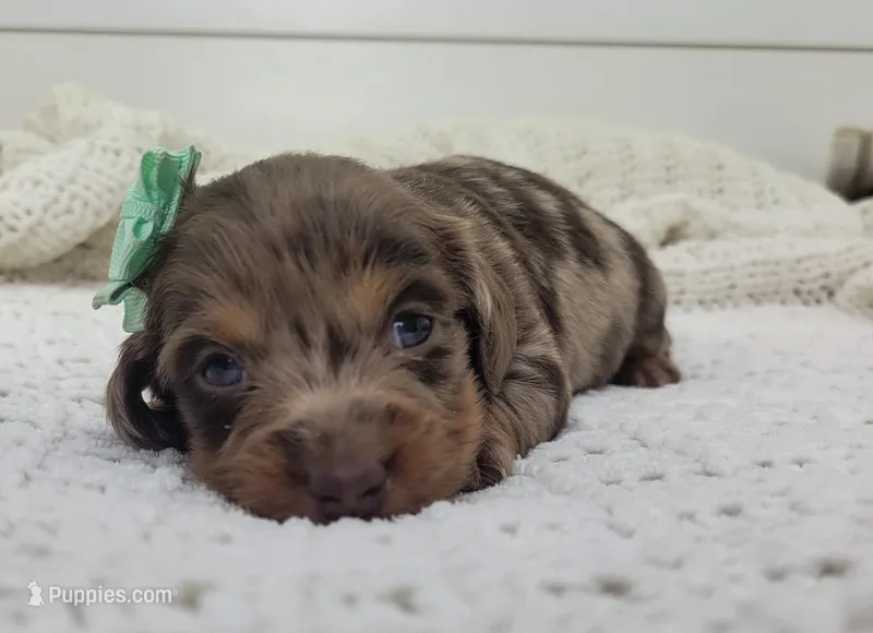 Olive – Miniature Dachshund puppy for sale in Sugarcreek, OH