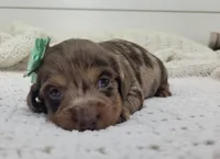 Olive, a female Miniature Dachshund for sale in Sugarcreek, OH – Photo 1 of 6