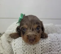 Olive, a female Miniature Dachshund for sale in Sugarcreek, OH – Photo 2 of 6