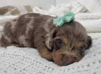 Olive, a female Miniature Dachshund for sale in Sugarcreek, OH – Photo 3 of 6