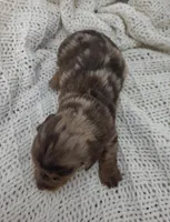 Olive, a female Miniature Dachshund for sale in Sugarcreek, OH – Photo 5 of 6