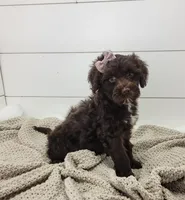 Brooke, a female Portuguese Water Dog for sale in Sugarcreek, OH – 4 of 4