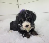 Becka, a female Bernedoodle for sale in Sugarcreek, OH – Photo 7 of 7