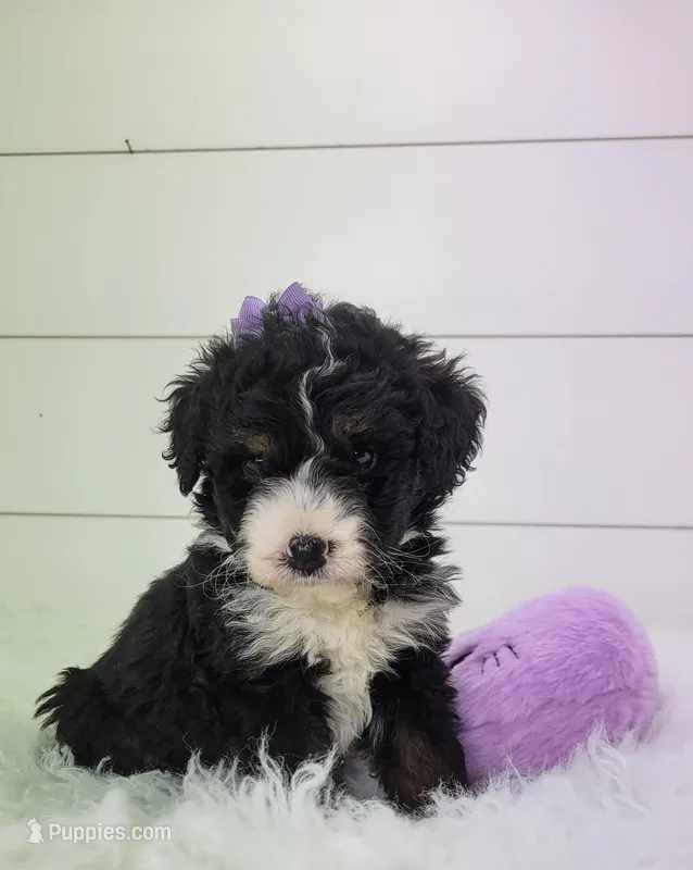 Becka – Bernedoodle puppy for sale in Sugarcreek, OH