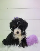 Becka, a female Bernedoodle for sale in Sugarcreek, OH – Photo 1 of 7