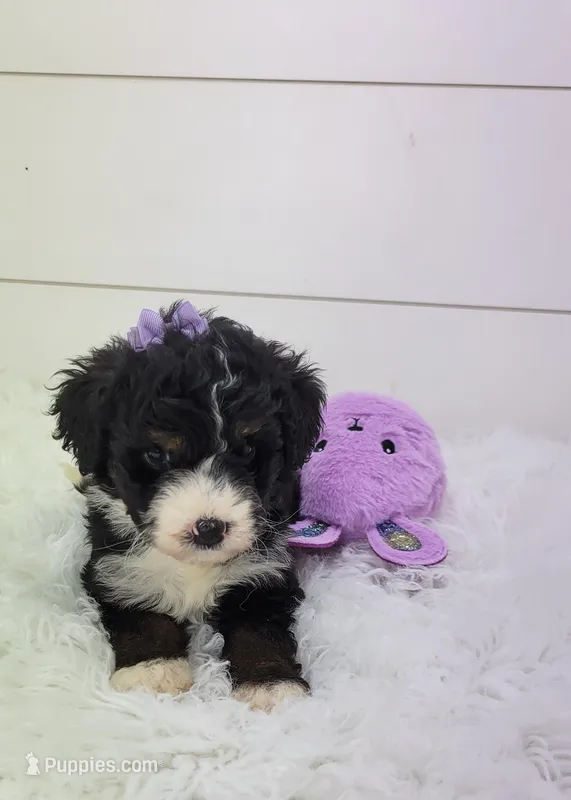 Becka – Bernedoodle puppy for sale in Sugarcreek, OH