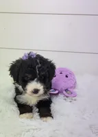 Becka, a female Bernedoodle for sale in Sugarcreek, OH – Photo 2 of 7