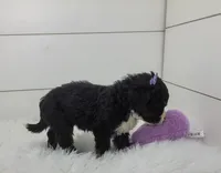 Becka, a female Bernedoodle for sale in Sugarcreek, OH – Photo 3 of 7