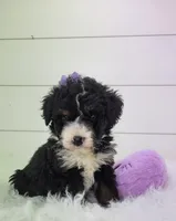Becka, a female Bernedoodle for sale in Sugarcreek, OH – Photo 4 of 7
